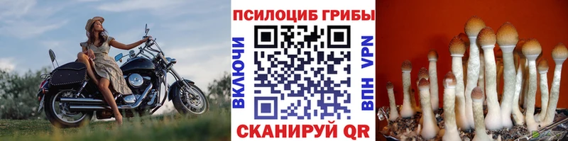 Псилоцибиновые грибы GOLDEN TEACHER  Аша 